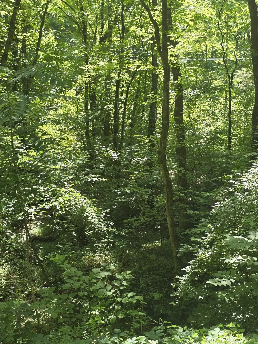 0 Difficult Ln, Pleasant Shade, TN 37145 - #3