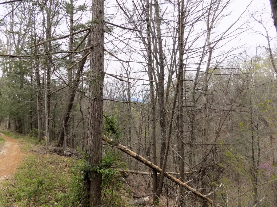 1 Mountain Shadow Way, Cosby, TN 37722 - #2