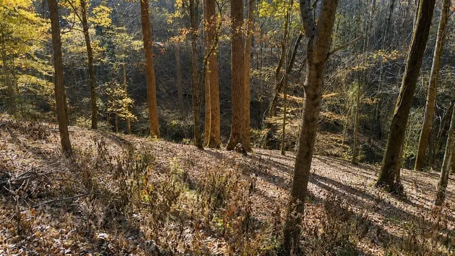 0 Lake View Dr, Smithville, TN 37166 - #2