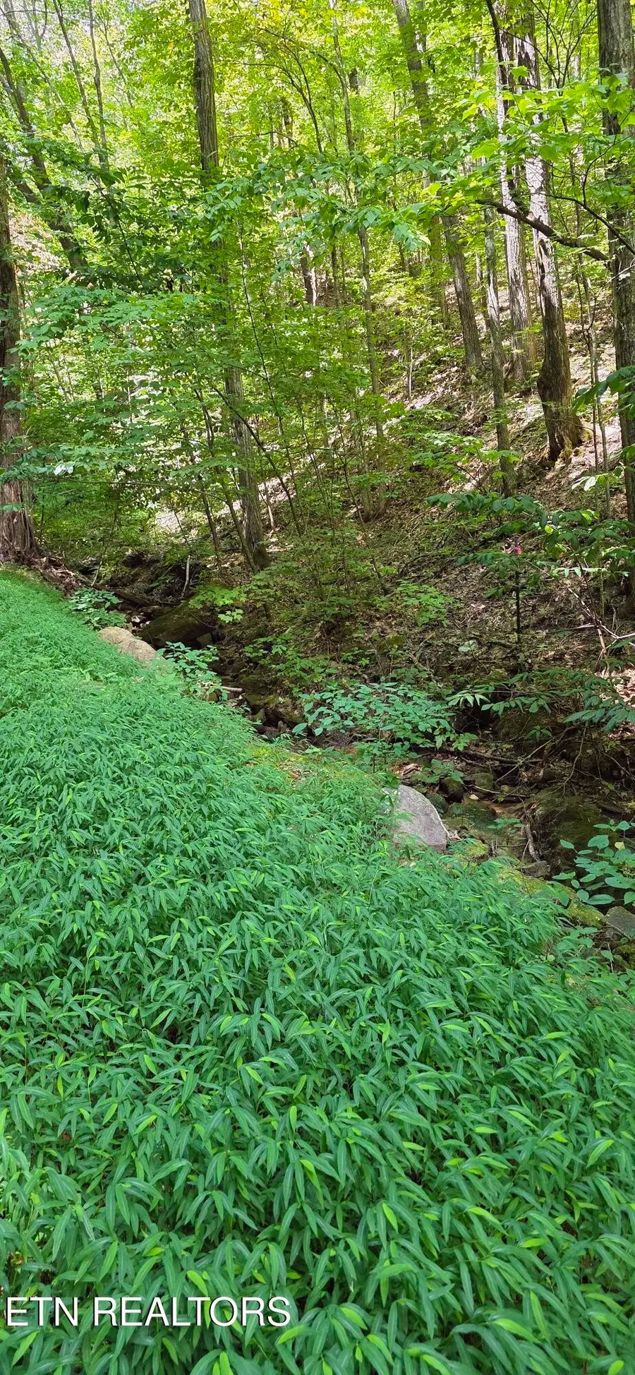 16 Black Walnut Flats Rd, Sevierville, TN 37862 - #2