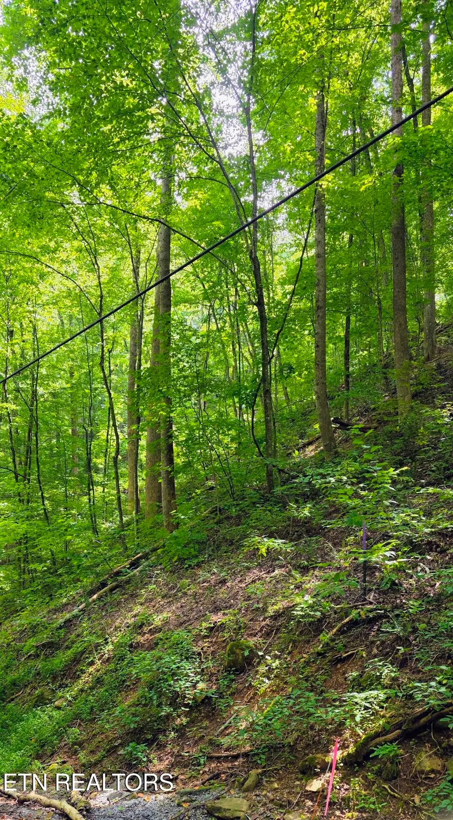 25 Black Walnut Flats Rd, Sevierville, TN 37862 - #2