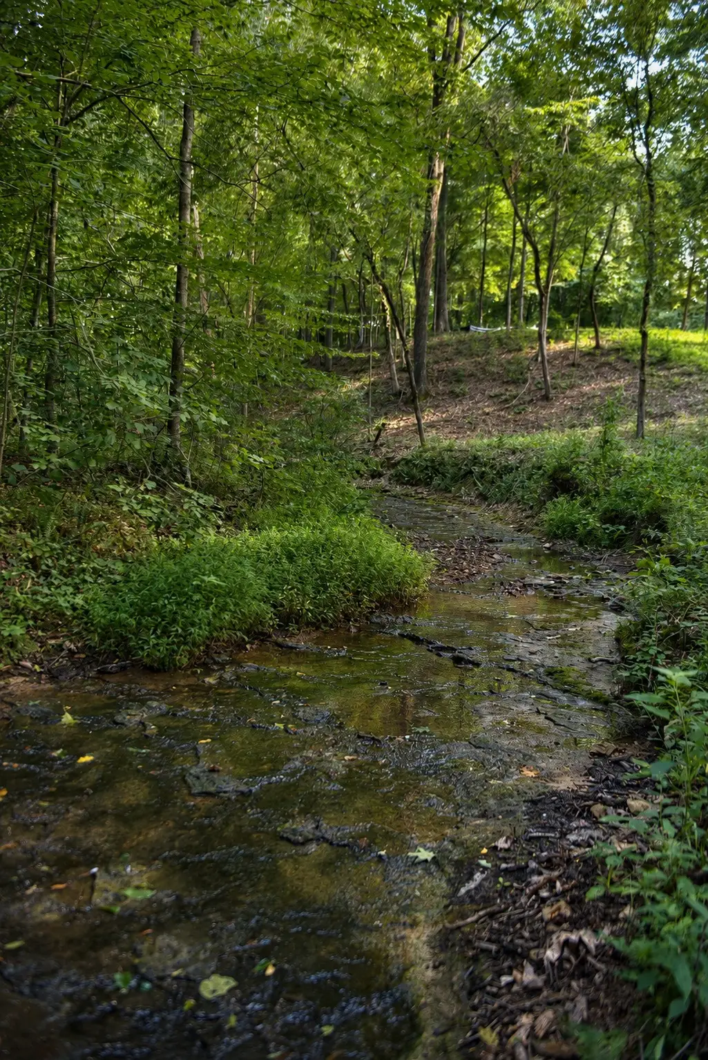 7368 Overbey Rd, Fairview, TN 37062 - #1