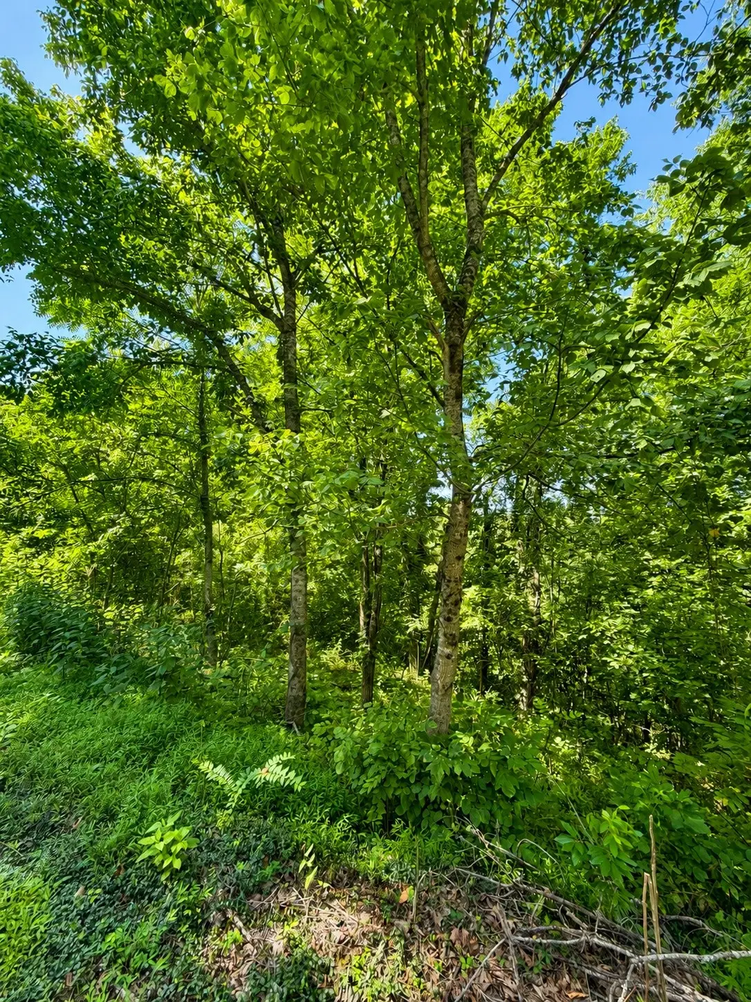 0 Harbor Pointe Lane, Smithville, TN 37166 - #1