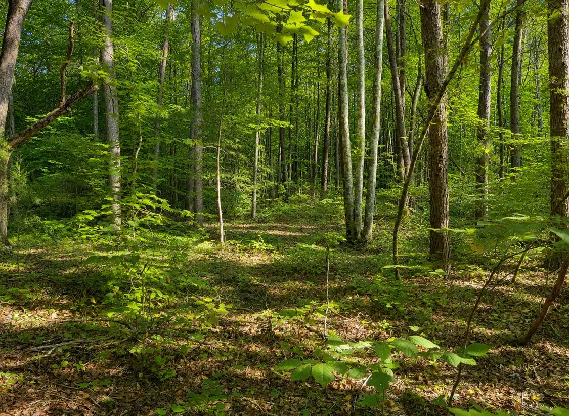 0 Three Point Rd, Tellico Plains, TN 37385 - #1