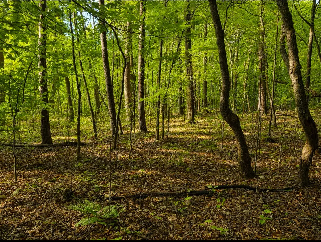 0 Three Point Rd, Tellico Plains, TN 37385 - #1