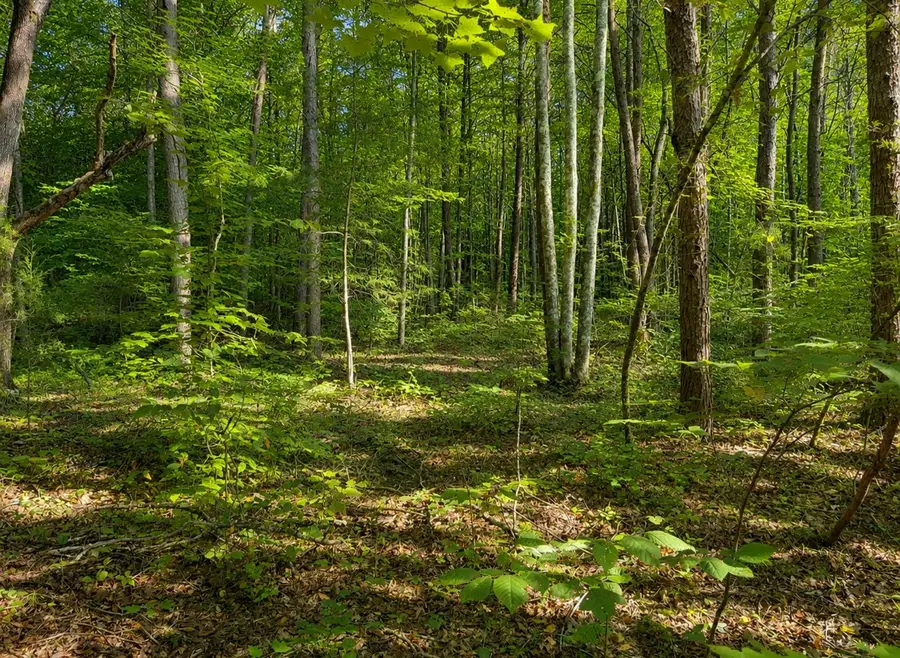 0 Three Point Rd, Tellico Plains, TN 37385 - #2