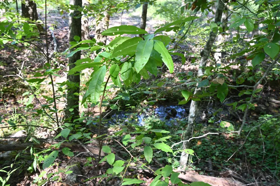 1738 Swindle Creek Rd, Linden, TN 37096 - #2