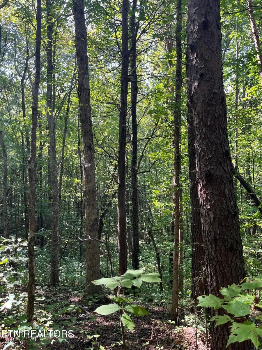 552 New Providence Rd, Tellico Plains, TN 37385 - #2