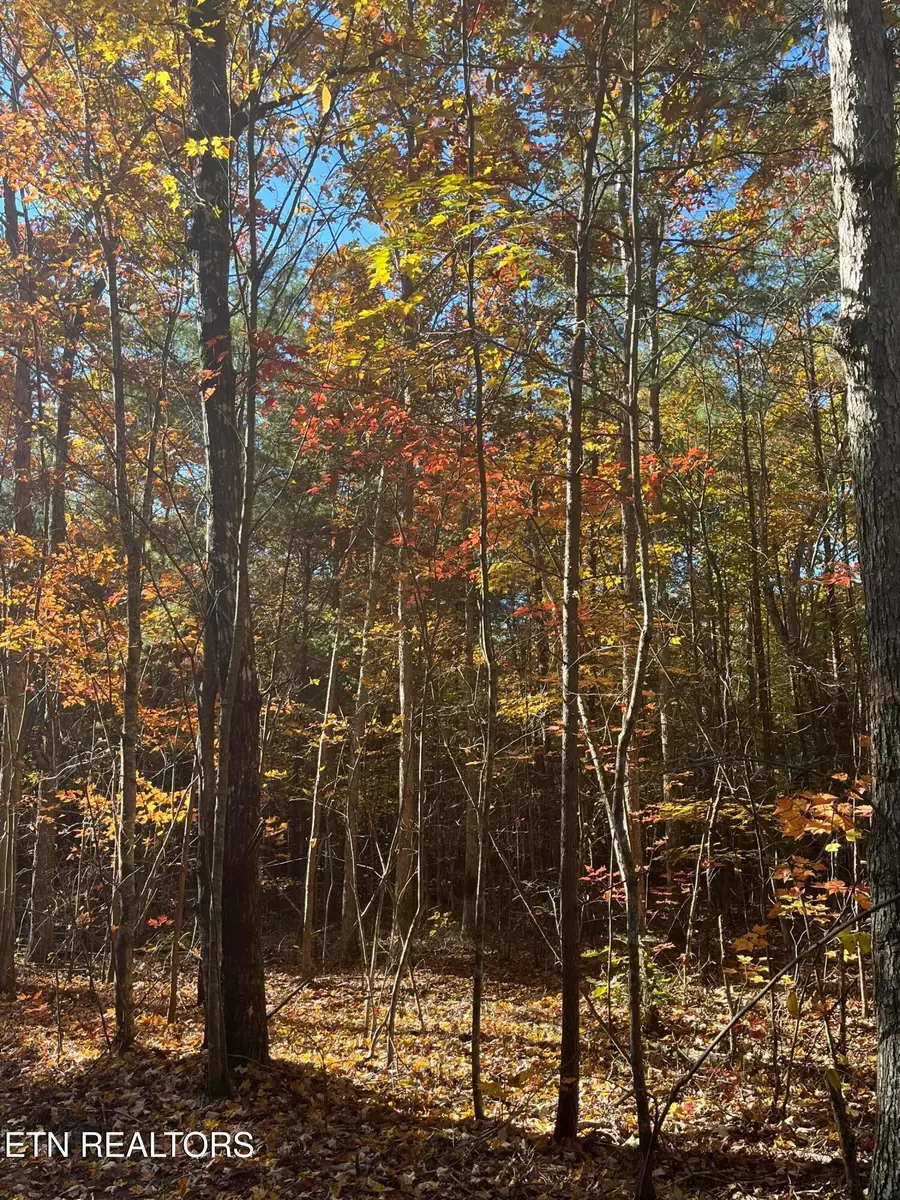109 Cherokee Path, Tellico Plains, TN 37385 - #3