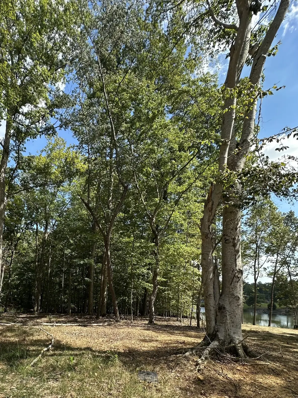 33 Heron Point, Tullahoma, TN 37388 - #1