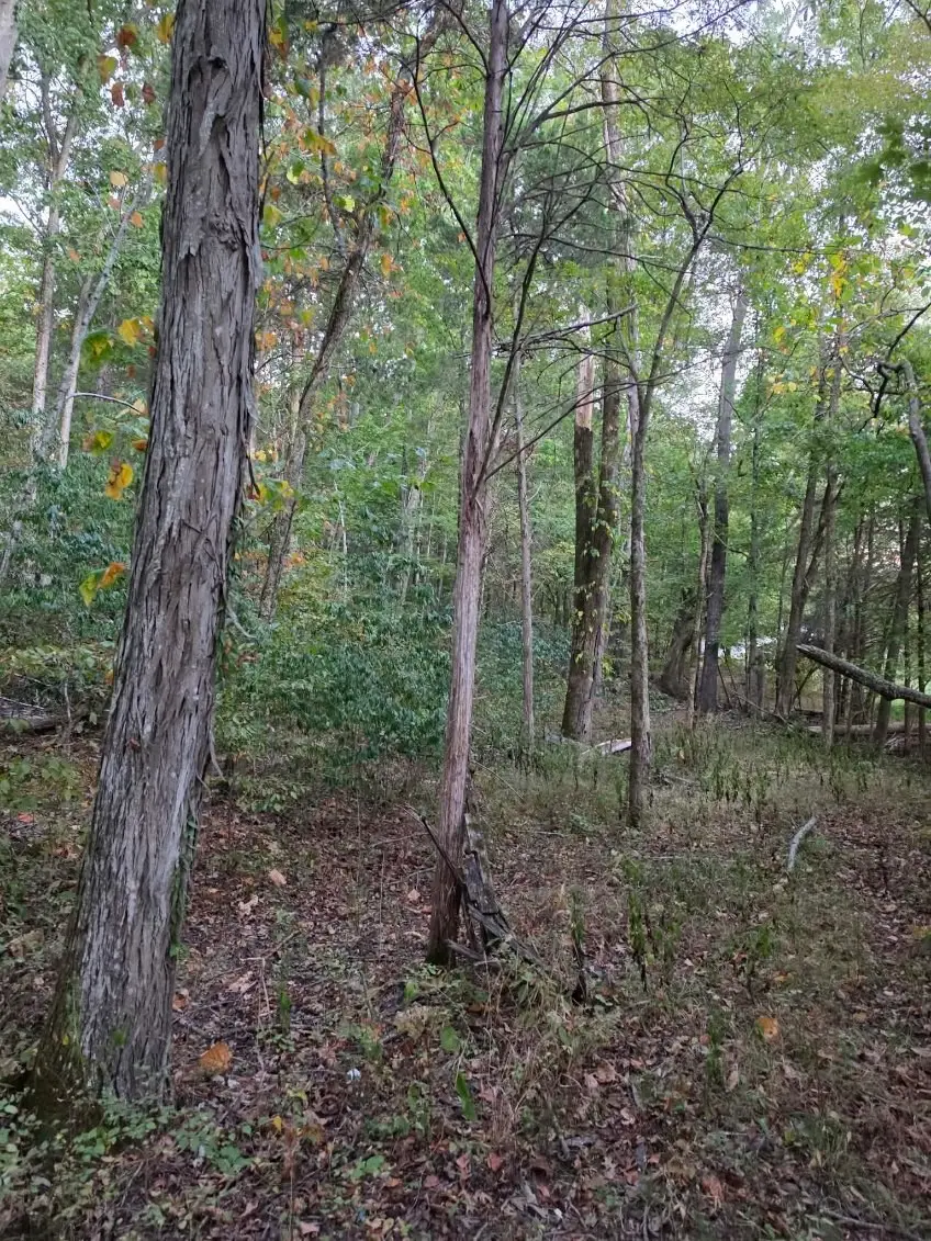 0 Greenfield Estates Dr, Culleoka, TN 38451 - #2