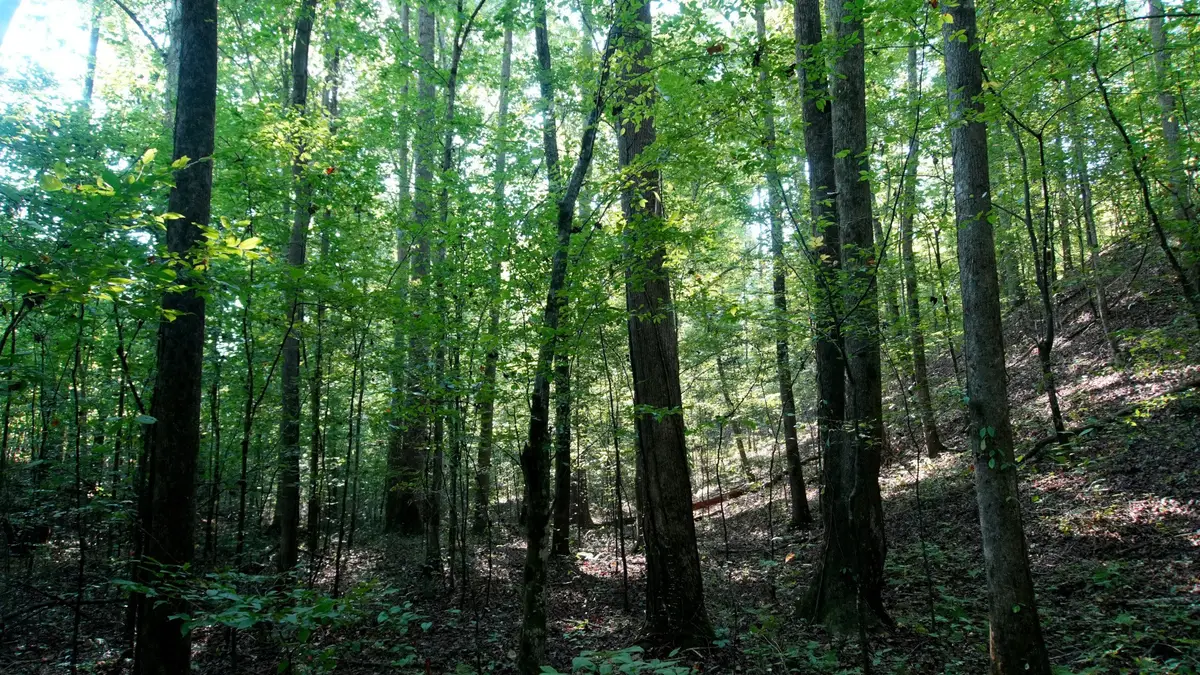 2 Ables Road, Cherokee, AL 35616 - #1