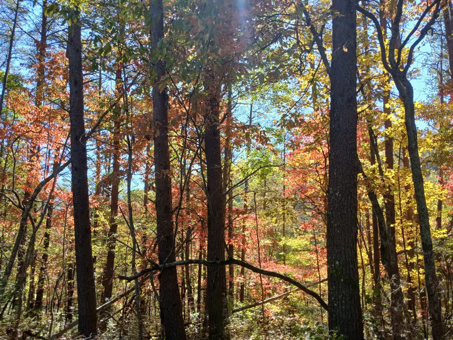 1269 County Road 480, Englewood, TN 37329 - #3