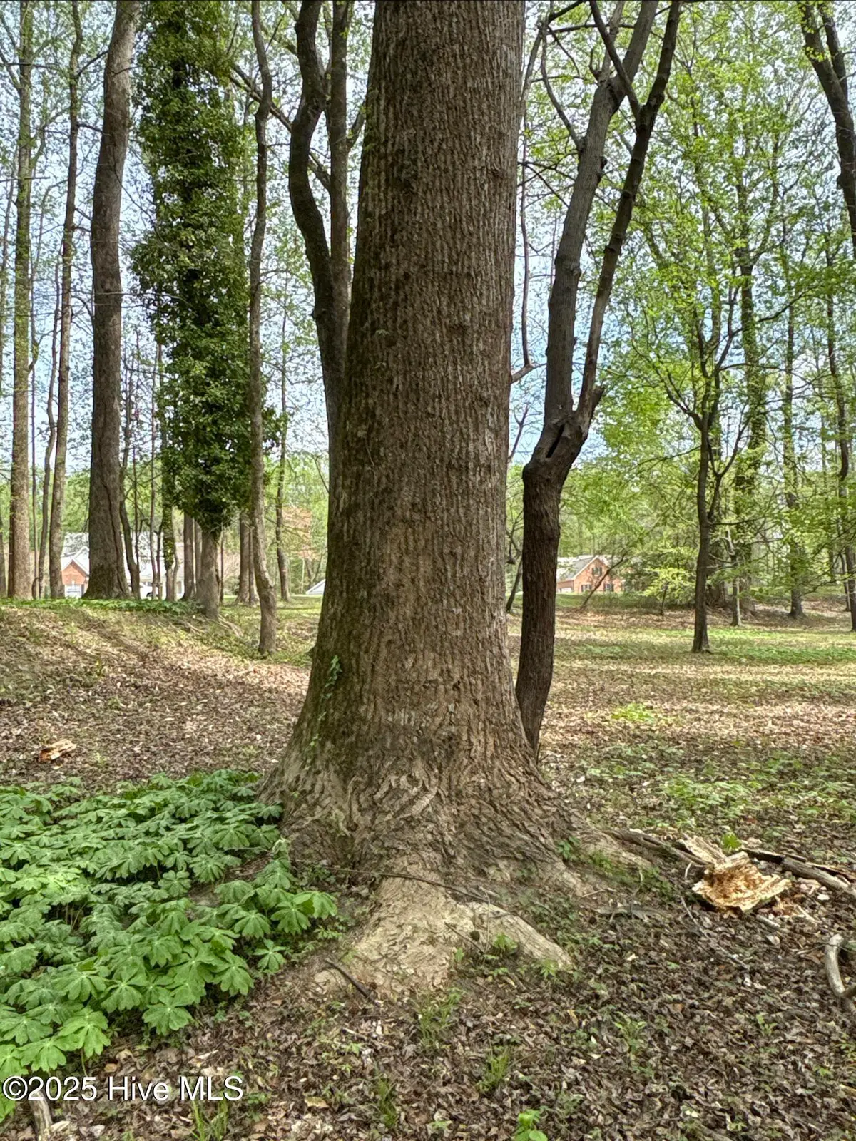 212 Tree Shade Drive, Washington, NC 27889 - Image #1