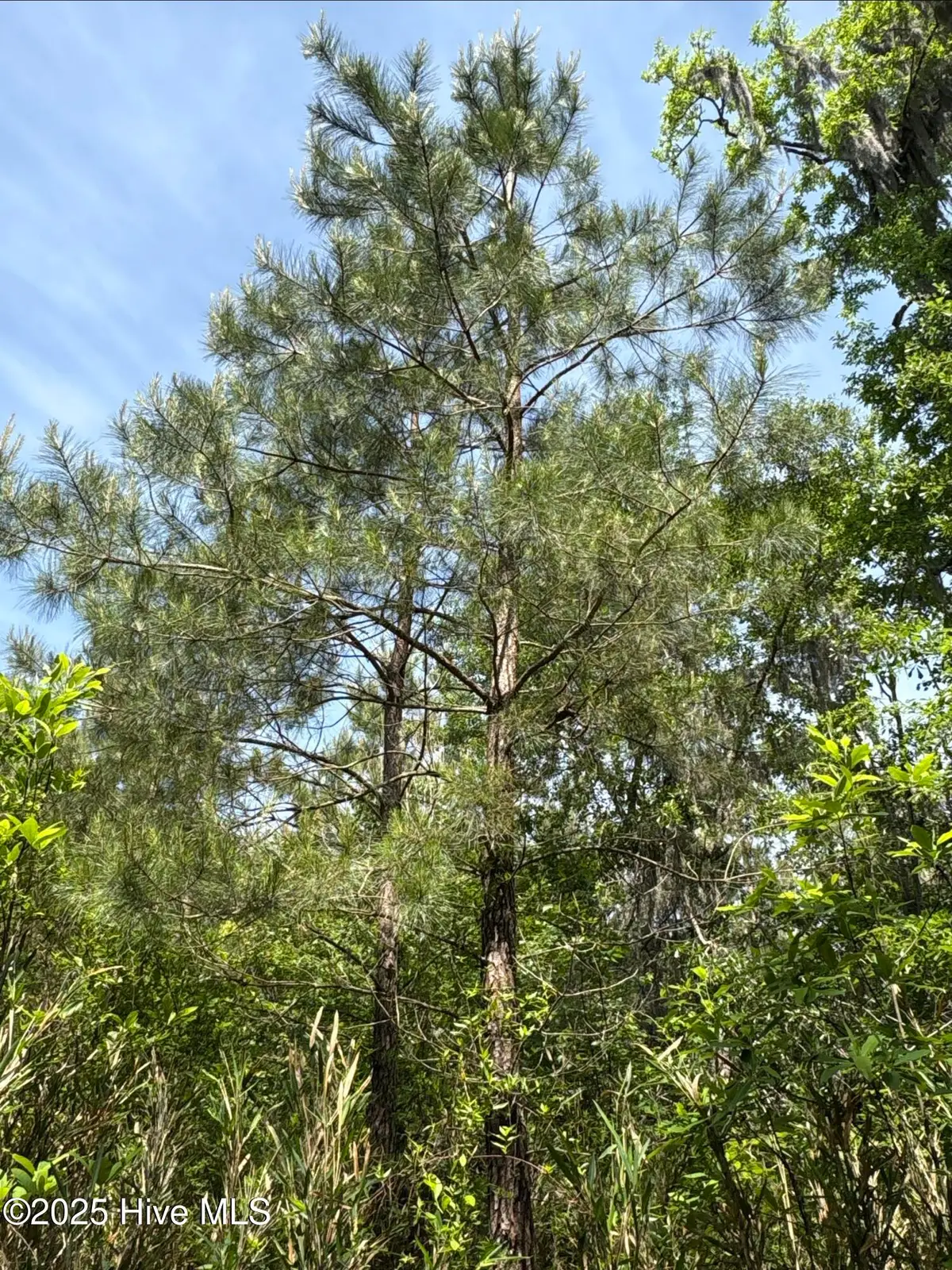 0 Nc 33 Off, Aurora, NC 27806 - Image #1