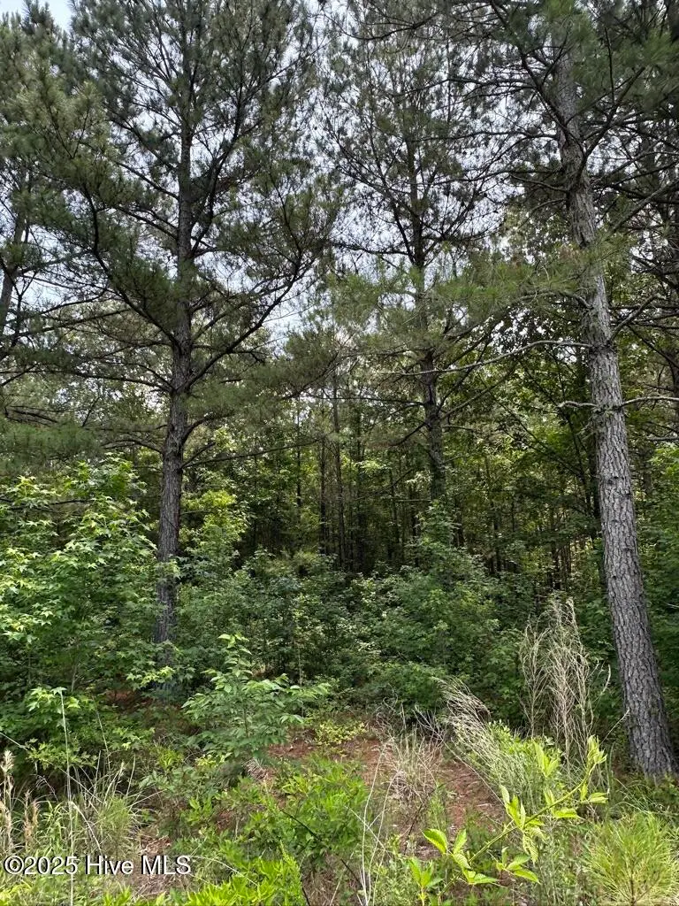 316 Batts Island Road, Edenton, NC 27932 - Image #3