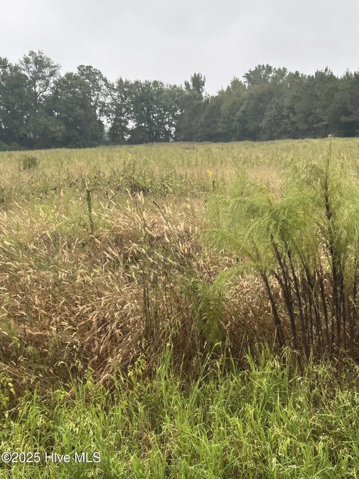 11.98 Pelham Road, Willard, NC 28478 - #1