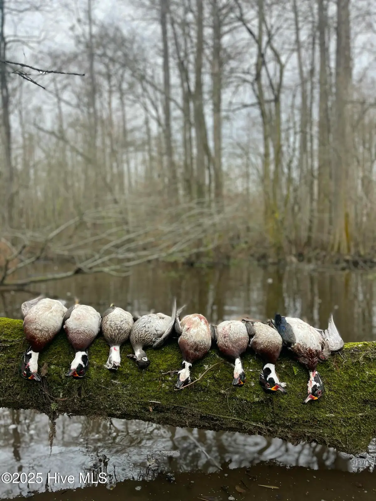 00 Gurman Powell Road, Kenansville, NC 28349 - Image #1