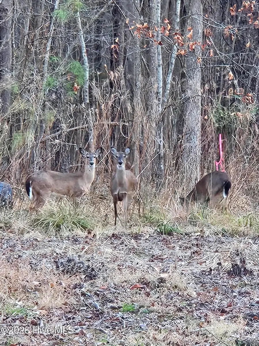 109 Pinewood Trail, Hertford, NC 27944 - #2