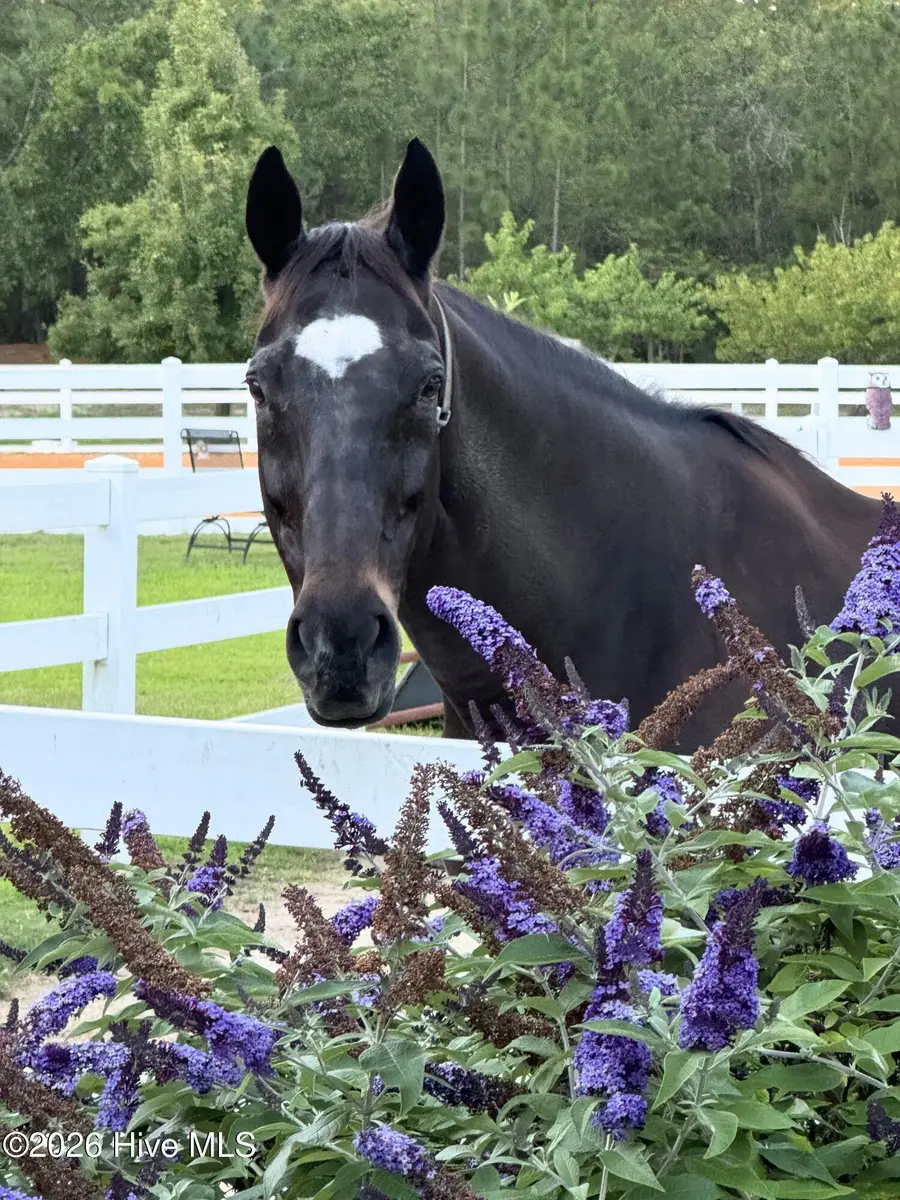 188 Shagbark Road, Seven Lakes, NC 27376 - #3