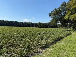 1400 Holly Springs Church Road, Williamston, NC 27892