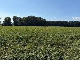1400 Holly Springs Church Road, Williamston, NC 27892 - #2