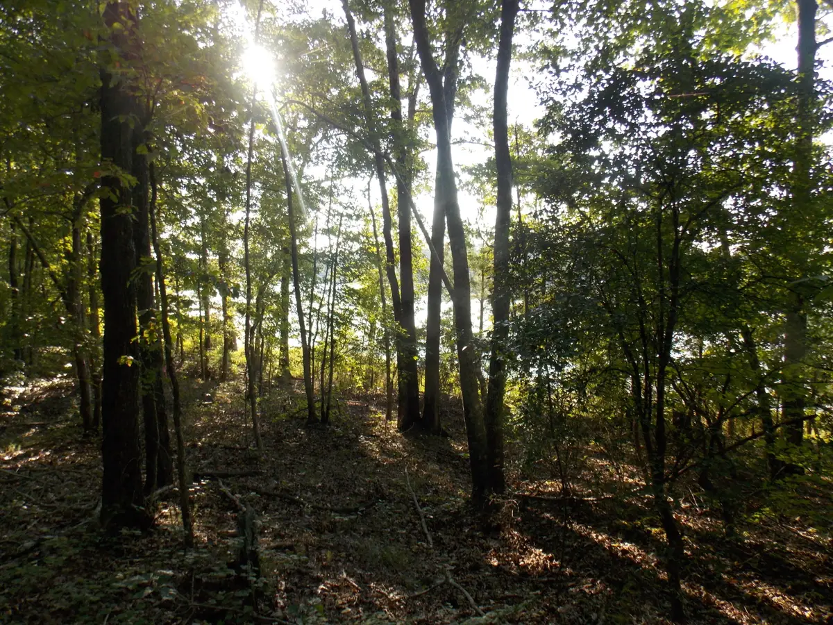 59 Westwind Harbour Rd, Lincolnton, GA 30817 - #1