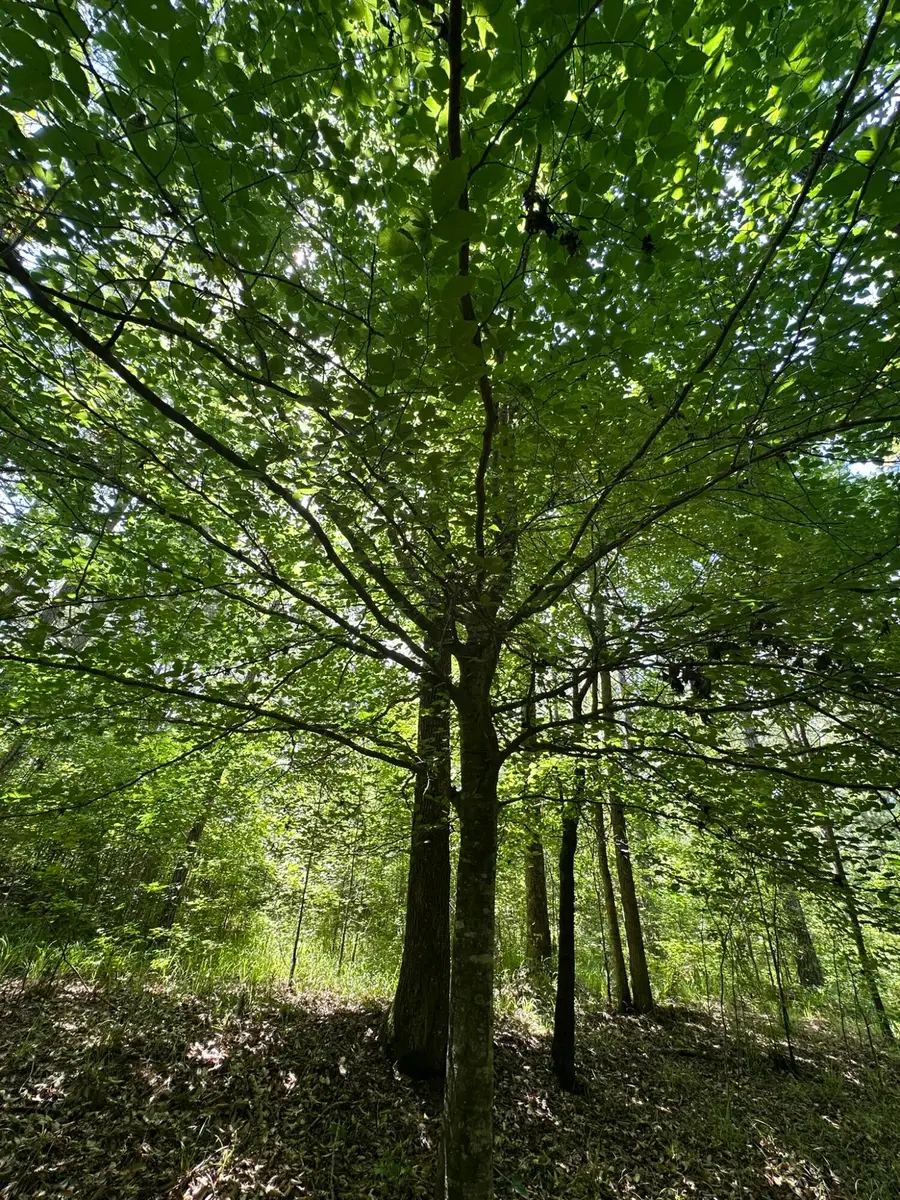 Lot 11 South Pointe Drive, Tignall, GA 30668 - Image #3