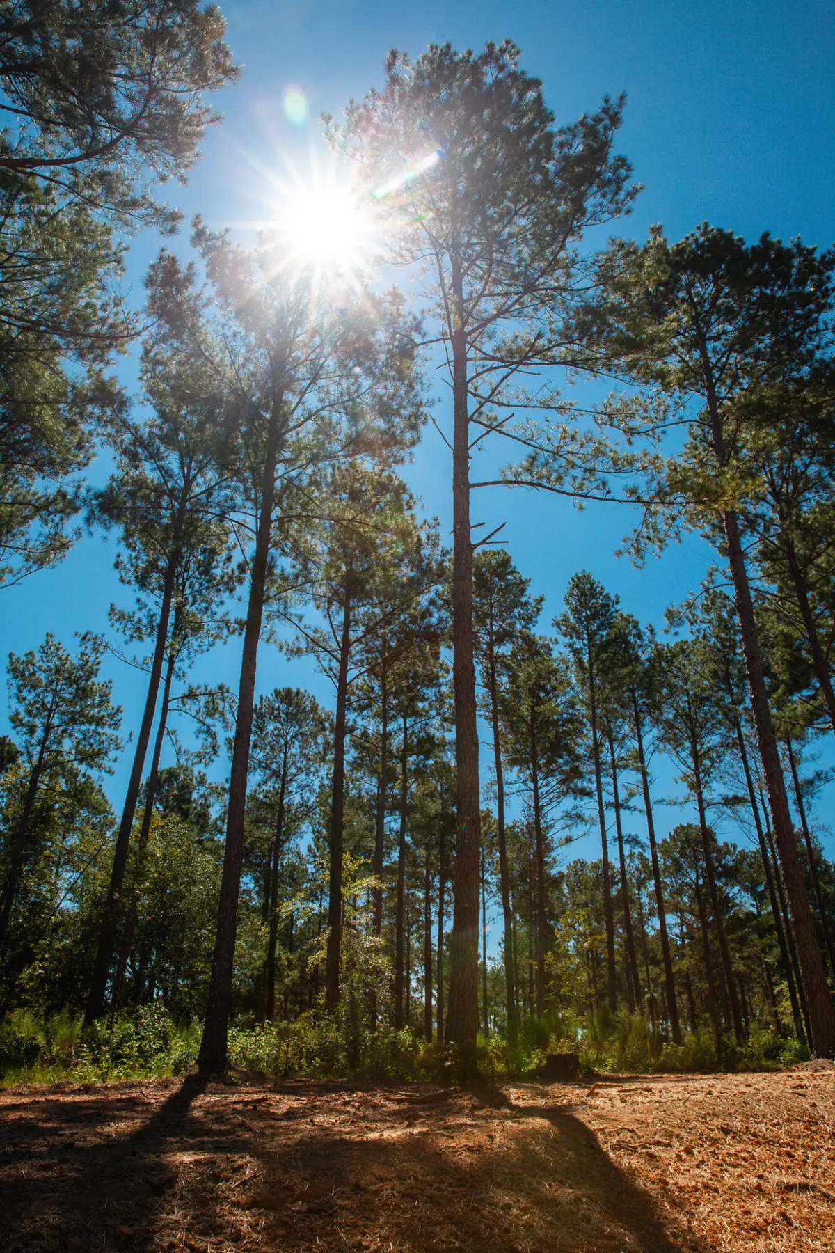 6345 Cobbham Road, Appling, GA 30802 - Image #1