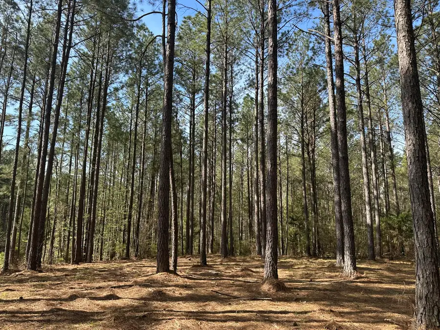 Lot 65 Maiden Cane Way, Lincolnton, GA 30817 - #3