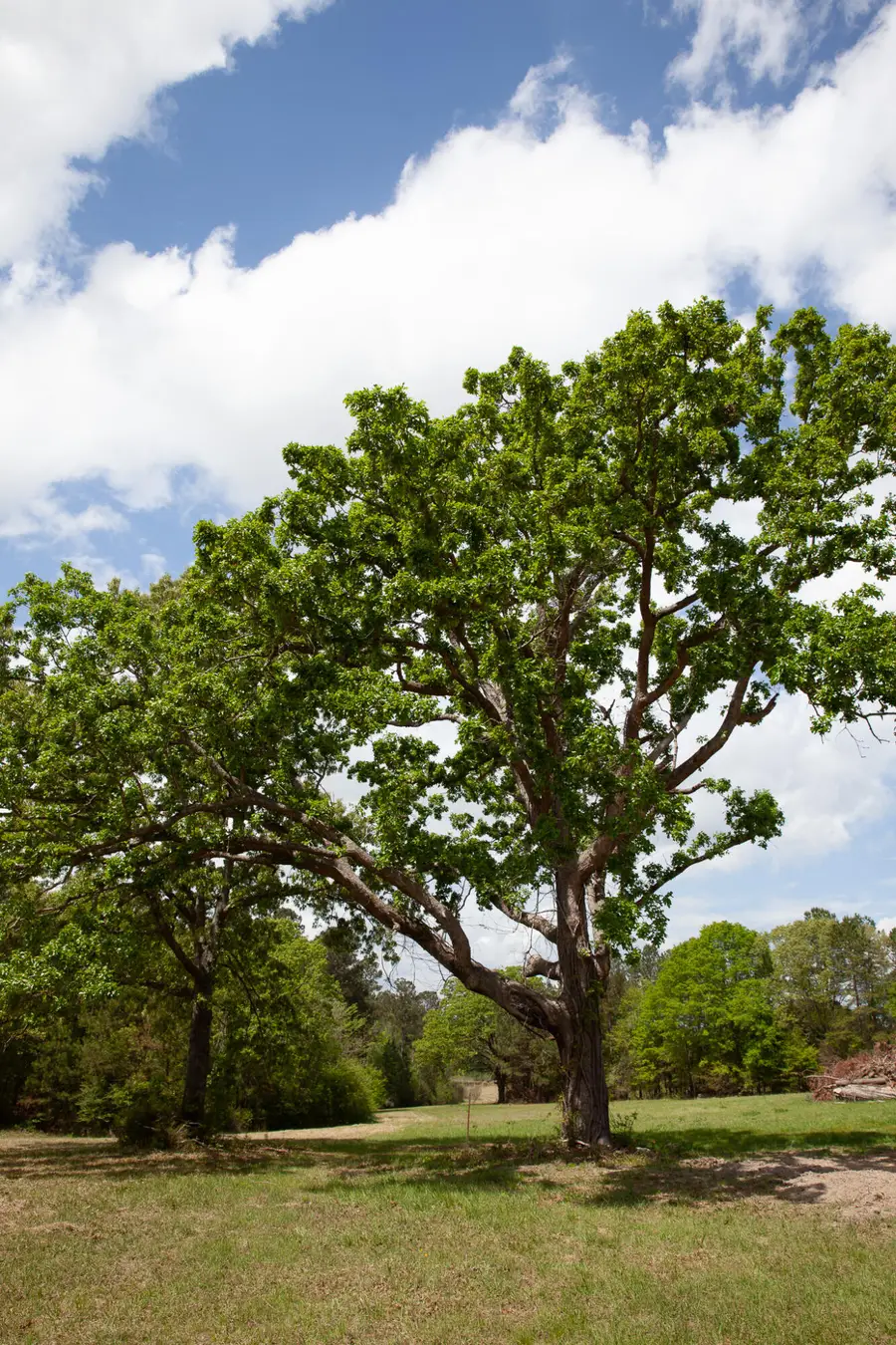 00 Ralph Goolsby Road, Lincolnton, GA 30817 - #2