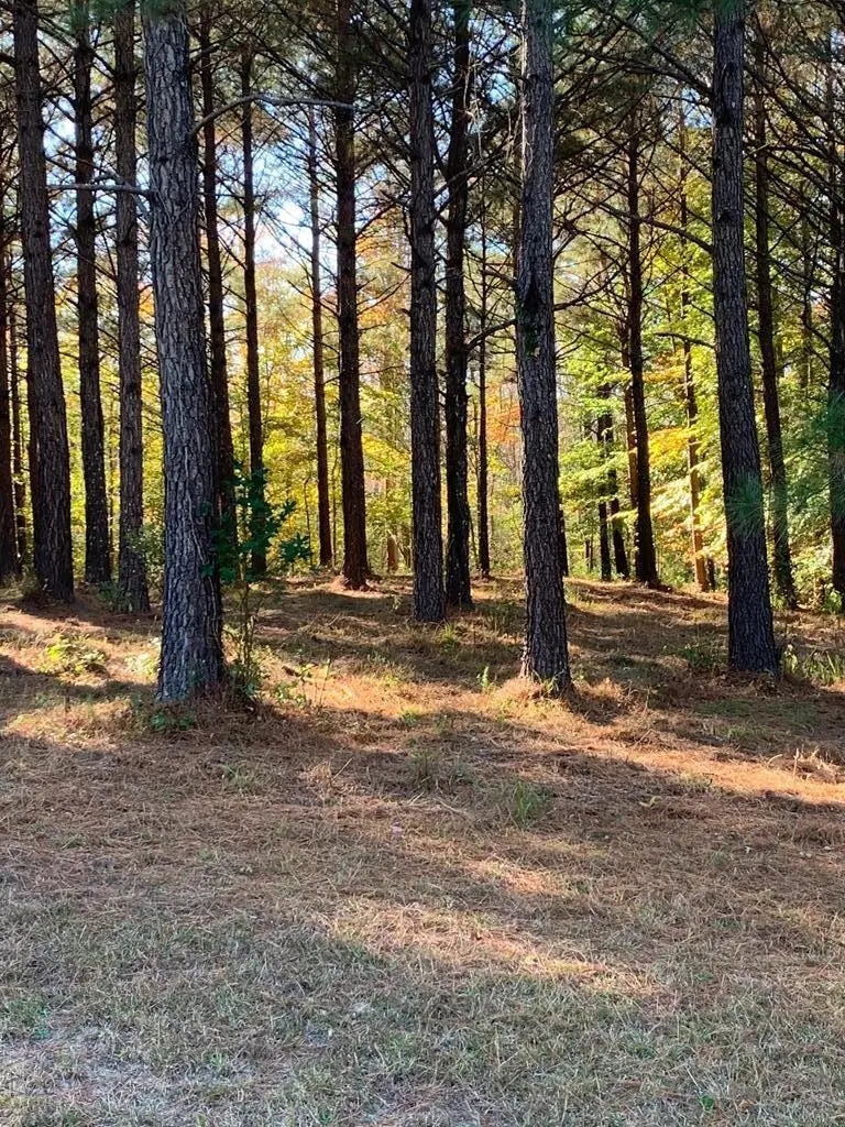 238 Plumtree Circle, Edenton, NC 27932 - Image #3