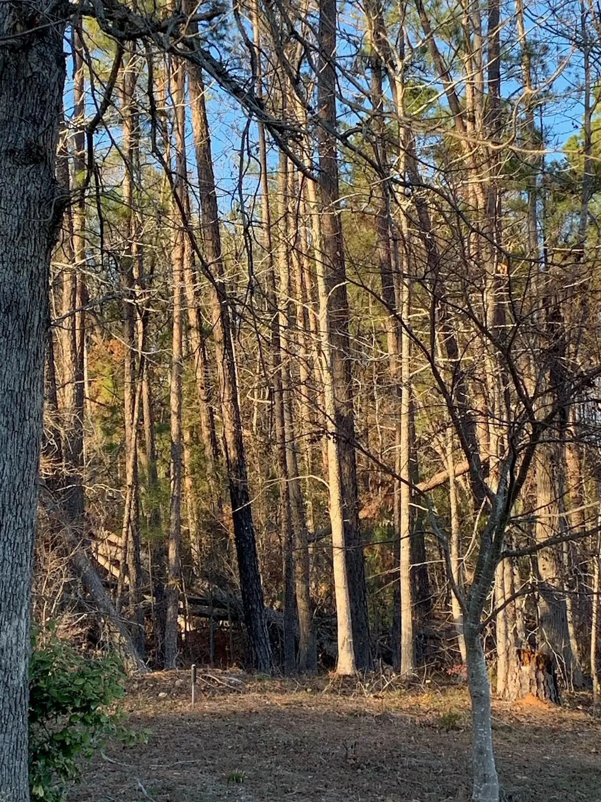 TRACT F Martintown Road, North Augusta, SC 29860 - #1