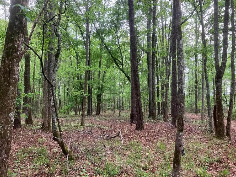935 Neptune Trail, Appling, GA 30802 - #2