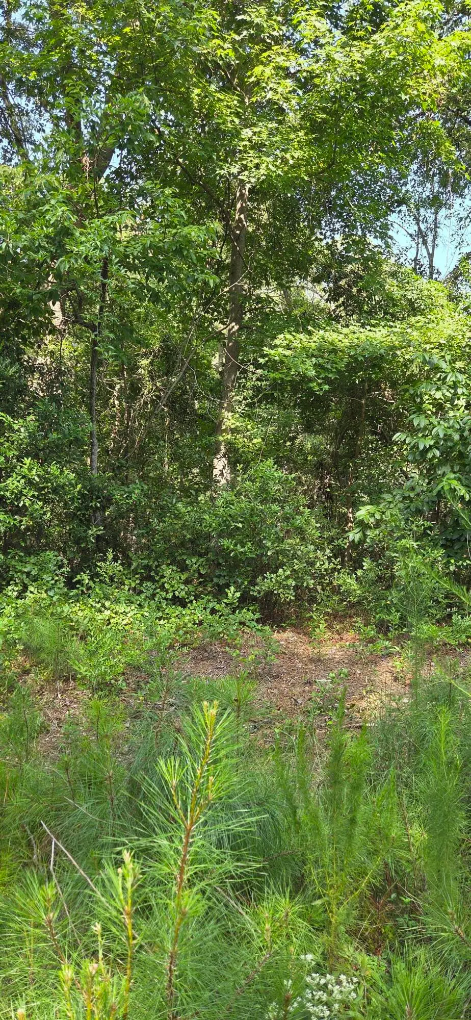 0 Cherokee Drive, North Augusta, SC 29841 - #1
