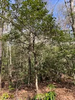 Lot 2 Morris Creek Road, Andrews, NC 28901 - #3