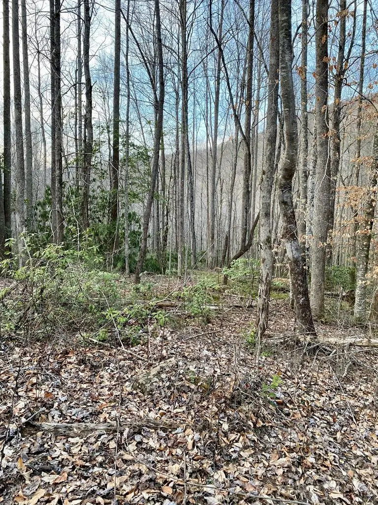00 Carringer Road, Robbinsville, NC 28771 - #1