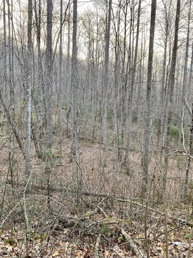 00 Carringer Road, Robbinsville, NC 28771 - #3
