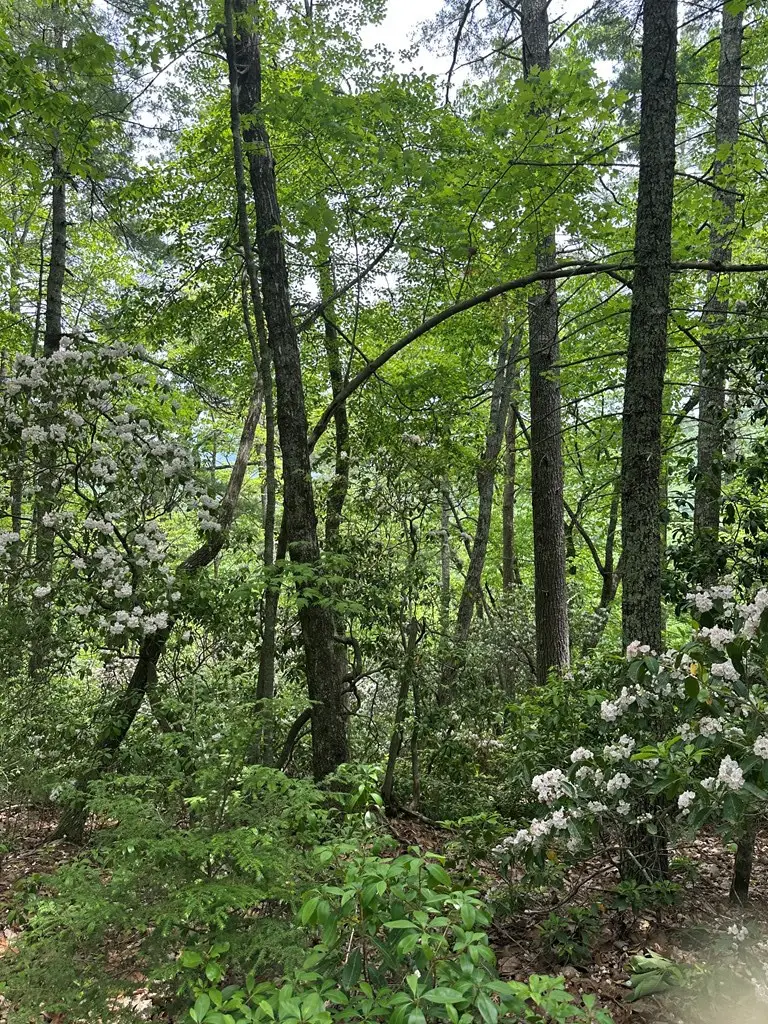 00 Top Horseshoe Ridge, Murphy, NC 28906 - #3