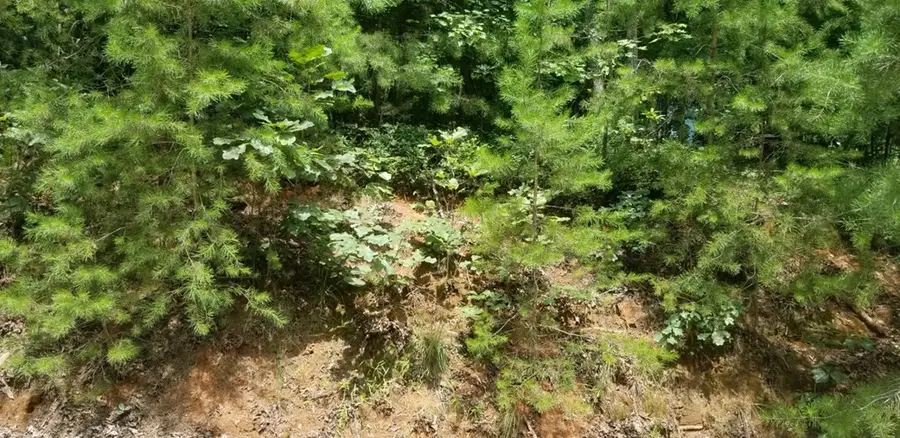 Lt 53 River Ridge, Blue Ridge, GA 30513 - #2