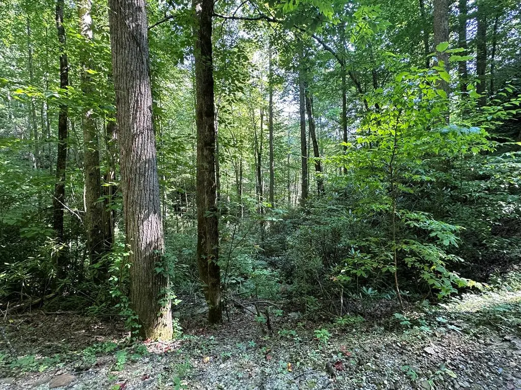 00 Briggs Cove Road, Robbinsville, NC 28771 - #1