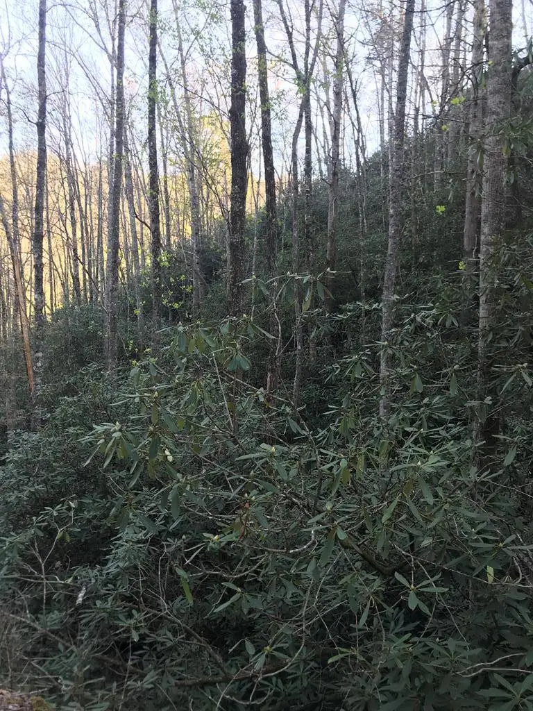604 Upper Sawyers Creek, Robbinsville, NC 28771 - #1
