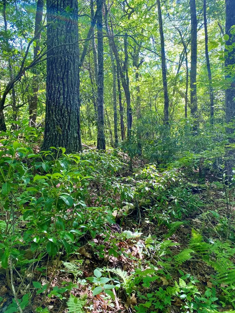 00 Deer Run, Robbinsville, NC 28771 - #1