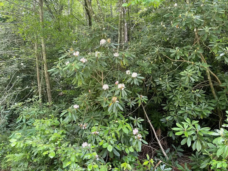 00 W Road, Andrews, NC 28901 - #3