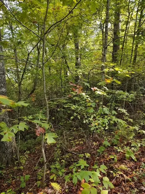 0 Yellow Branch Sr 1241, Robbinsville, NC 28771 - #2