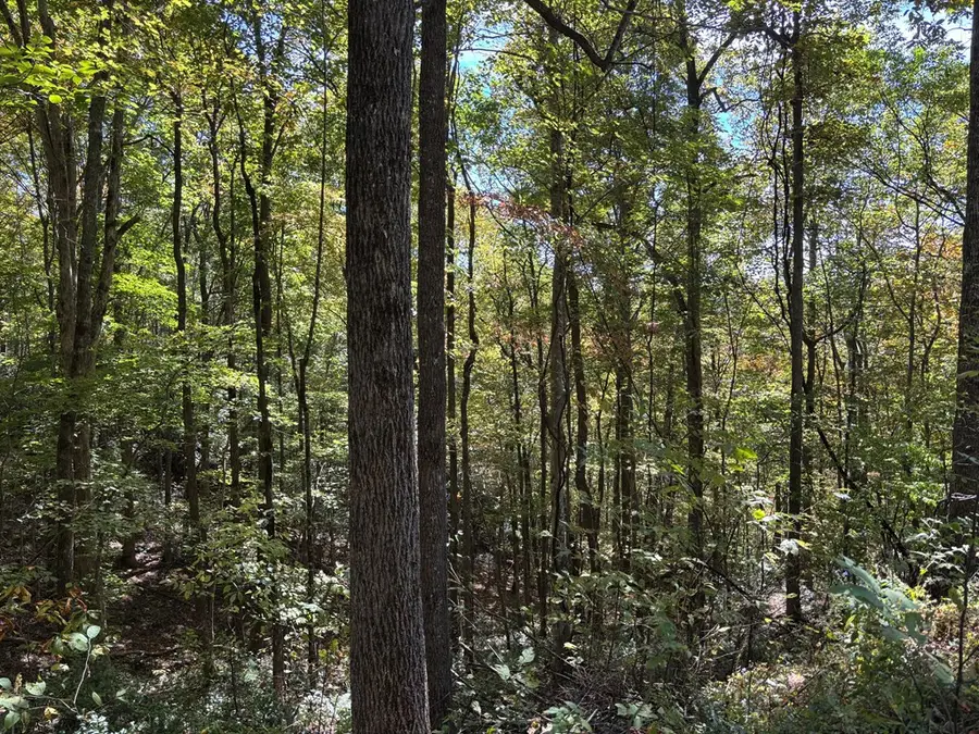2 lots Holly Ridge Road, Nantahala, NC 28781 - #3