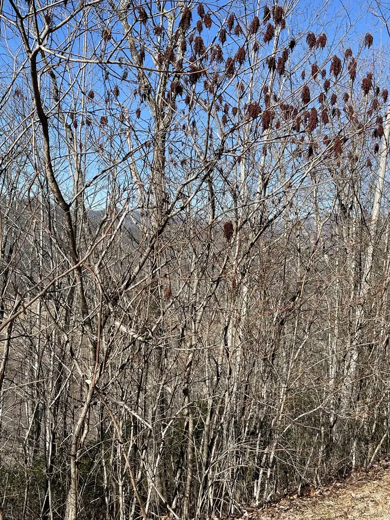 Lot 29J Ash Branch Rd,, Hayesville, NC 28904 - #2