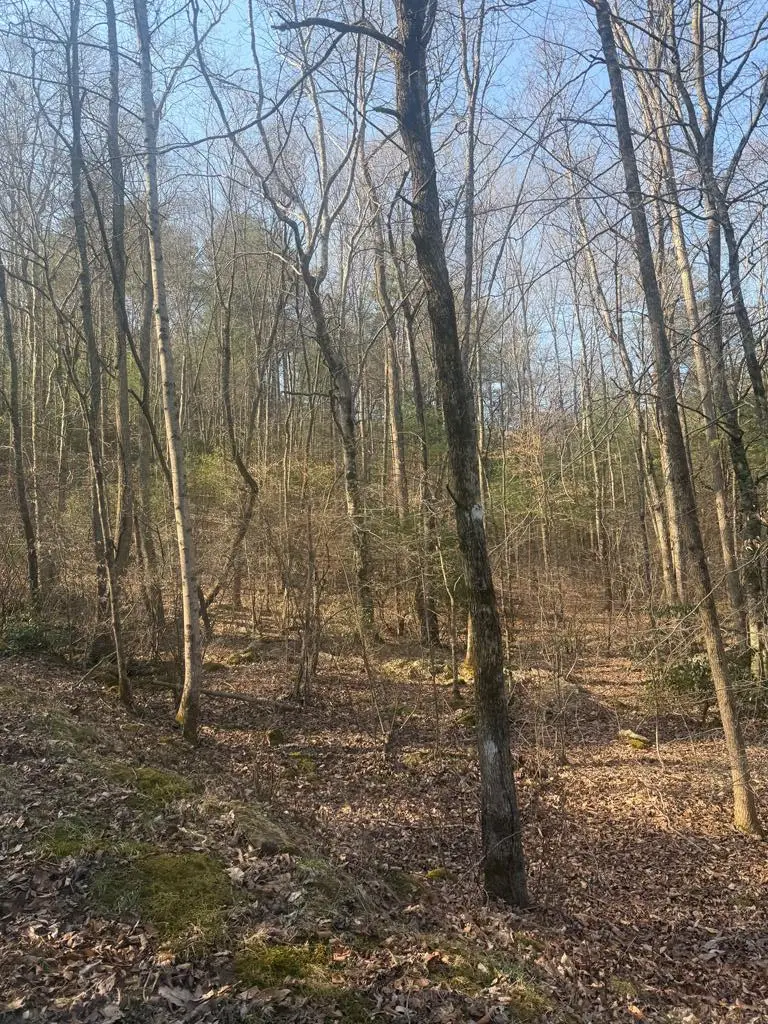 Lot 12 Rainbow Valley Drive, Murphy, NC 28906 - #1