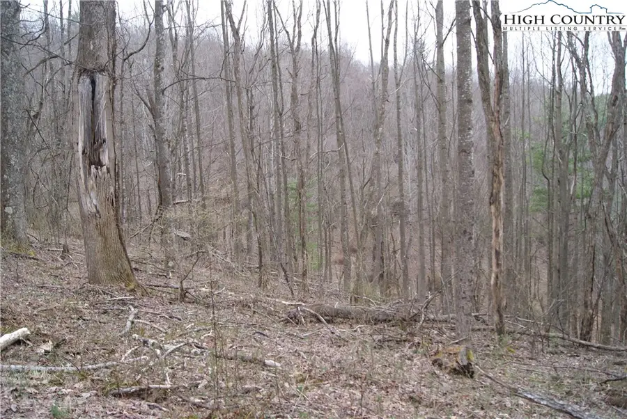 Lot 61 Forest Hill Drive, Sparta, NC 28675 - Image #2