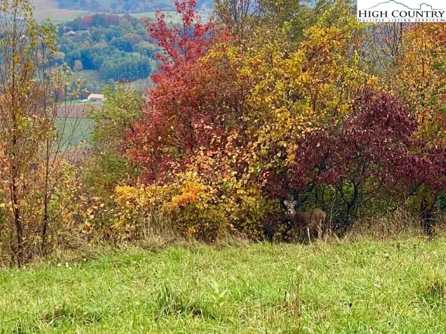 Lot 8 Ridgewood Drive, Sparta, NC 28675 - Image #3